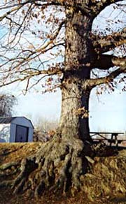 [photo, Oak Tree, Davidsonville, Maryland]