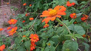 [photo, Mexican sunflowers (Tithonia diversiflolia), Kinder Farm Park, Millersville, Maryland]