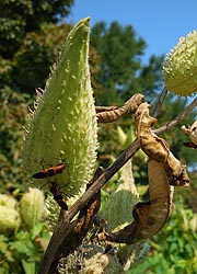  [photo, Milkweed pods (Asclepias syriaca L.), Patterson Park, Baltimore, Maryland]