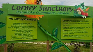 [photo, Corner Sanctuary: Pocomoke Community Garden, Willow St., Pocomoke City, Maryland]